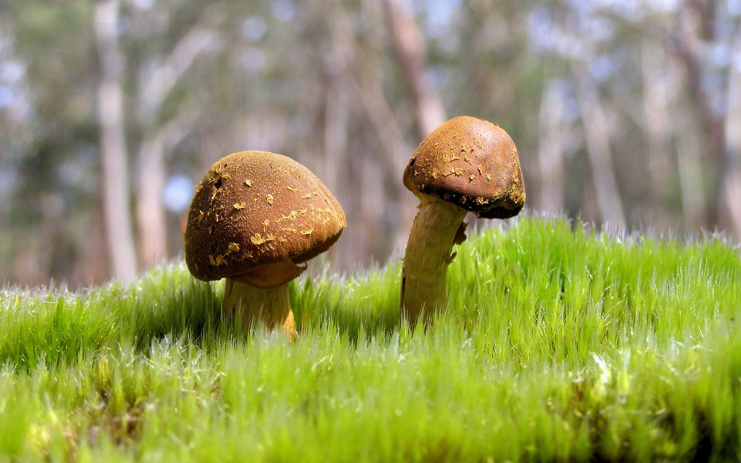 伊朗队后卫佩雷斯在巴黎奥运会上表现出色，伊朗足球运动员