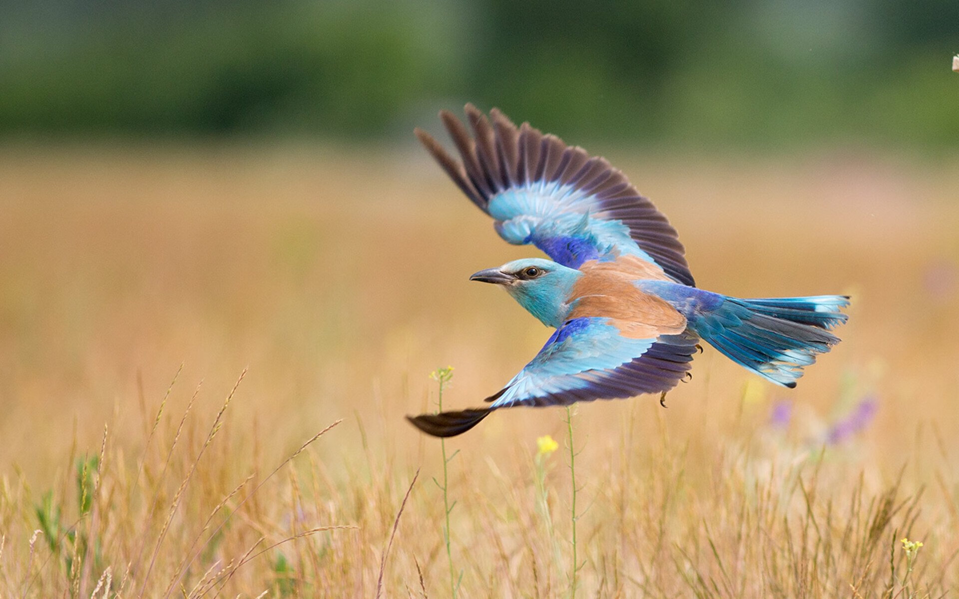 克罗地亚门将多米尼克·库兹马诺维奇在巴黎奥运会上表现出色，克罗地亚总统米拉诺维奇