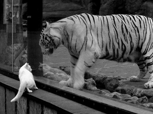 厦门国际篮联青少年足球赛成功举办,携手多国青少年,厦门青少年篮球训练营