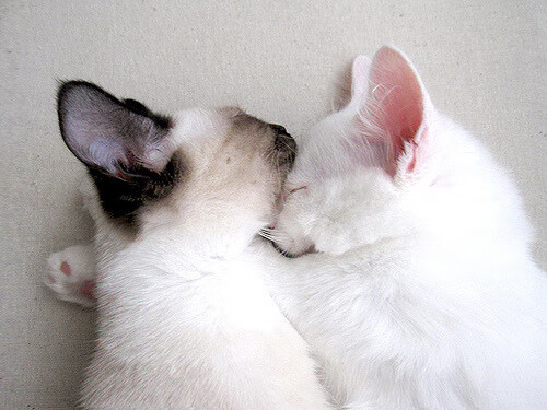 亲子瑜伽课程开设，促进亲子关系，亲子瑜伽体式