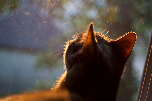 全球化布局：NBA“走出去”策略助推篮球文化全球传播，篮球文化入侵